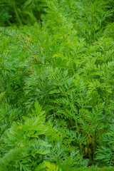 Bright green carrot leaves spread energetically in a sunny garden, thriving in nature's embrace