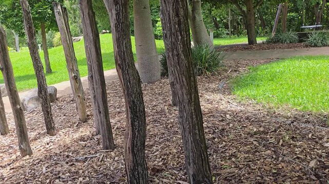 Tree trunks lined up in a garden in Plantation Park in Ayr, in the Burdekin in Queensland, Australia.