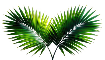 Obraz premium Lush, symmetrical green palm fronds on black, creating a heart-like shape