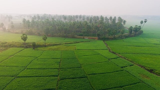 Aerial view of lush green farmland framed by coconut trees, forming natural patterns across rural fields. Misty horizon and tropical palms create a calm, sustainable agriculture landscape.