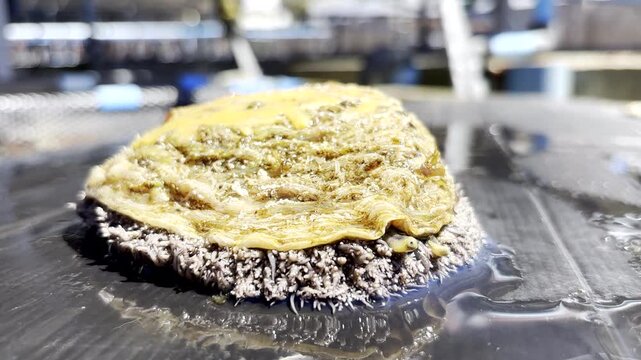 Big South African abalone live specimen outside water on black plastic, aquafarm