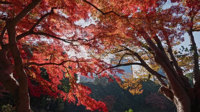 A breathtaking low-angle shot of vibrant red maple leaves reaching toward the sky. Sunlight filters through the foliage, creating a glowing effect.