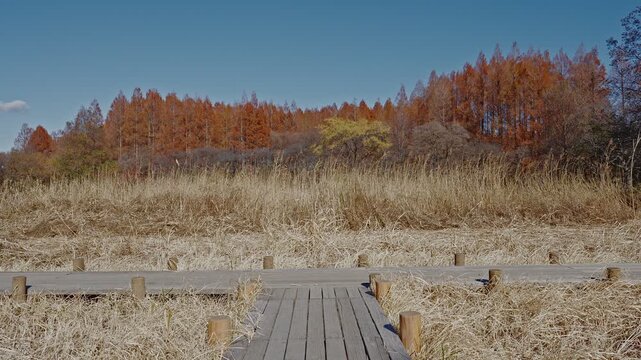 A T-shaped wooden boardwalk crossing through golden autumn wetlands in Mizumoto Park, with a distant backdrop of towering rust-red Metasequoia trees.