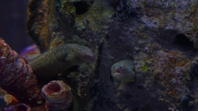 Two moray eels peer cautiously from a rocky reef crevice, with its elongated body partially hidden among coral and encrusted stone underwater, close up shot.