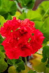Bright red geraniums bloom against lush green leaves, showcasing spring's beauty