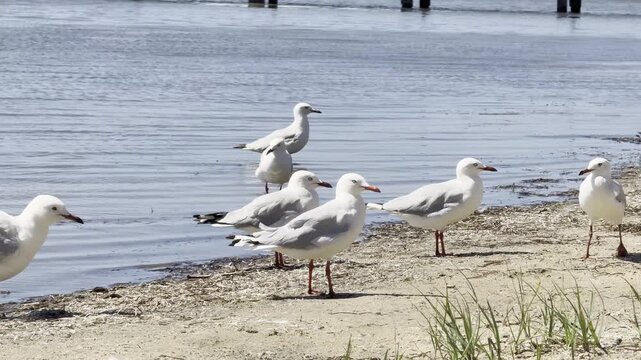 Red-Billed Gull plays in shallow water and mudflats of Australian wetlands showing natural behavior and interaction with the environment in a calm outdoor scene
