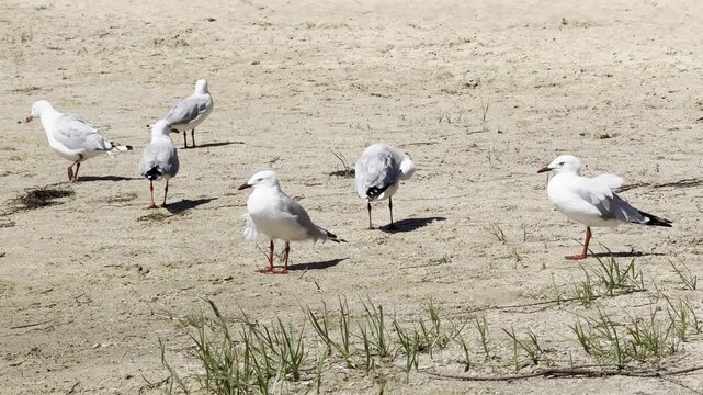 Red-Billed Gull plays in shallow water and mudflats of Australian wetlands showing natural behavior and interaction with the environment in a calm outdoor scene