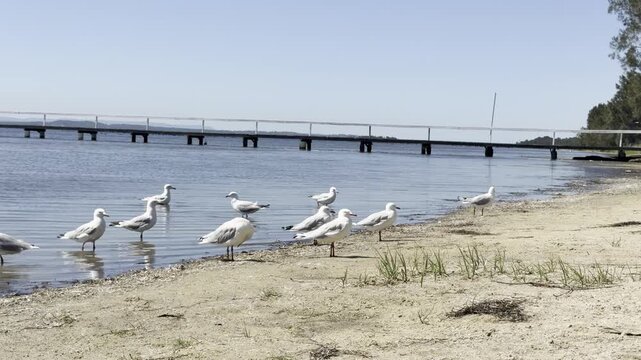 Red-Billed Gull plays in shallow water and mudflats of Australian wetlands showing natural behavior and interaction with the environment in a calm outdoor scene