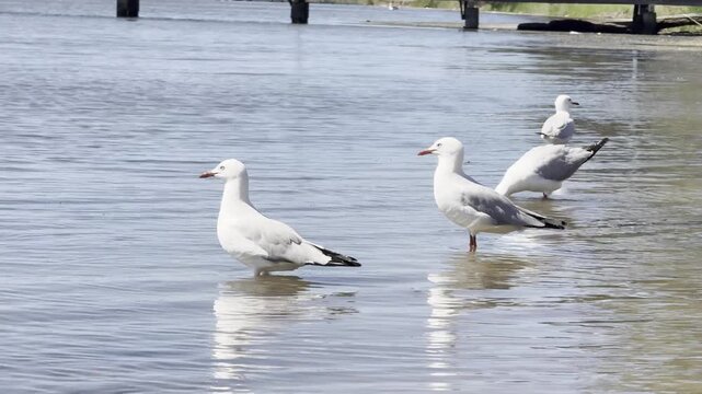 Red-Billed Gull plays in shallow water and mudflats of Australian wetlands showing natural behavior and interaction with the environment in a calm outdoor scene