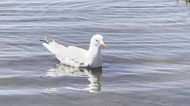 Red-Billed Gull plays in shallow water and mudflats of Australian wetlands showing natural behavior and interaction with the environment in a calm outdoor scene