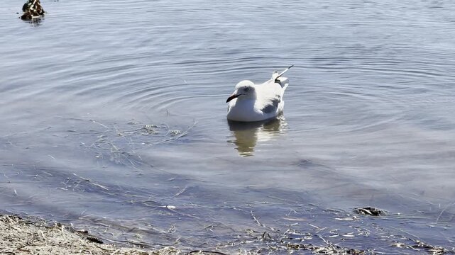 Silver-Billed Gull in Australian wetlands stands on water edges and flies over shallow water showing natural behavior in a calm outdoor habitat