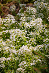 A lush meadow filled with abundant white wildflowers swaying gently in the warm sunlight