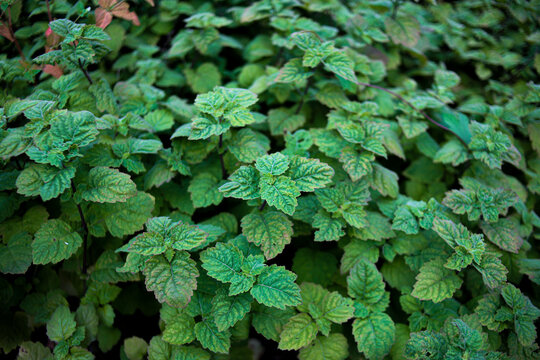 Fresh Patchouli Leaves Close-Up in Natural Garden, Herbal Plant Background&rdquo;