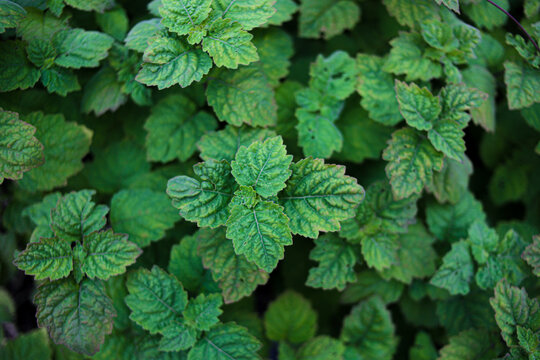 Fresh Patchouli Leaves Close-Up in Natural Garden, Herbal Plant Background&rdquo;