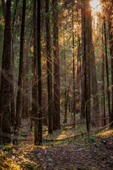 Naklejka premium Golden rays of sunlight shine between the trees, illuminating the peaceful forest path at twilight