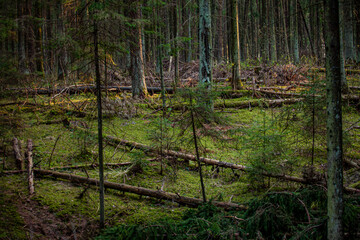 Naklejka premium Tall trees create a serene scene with fallen logs and vibrant moss covering the ground beneath