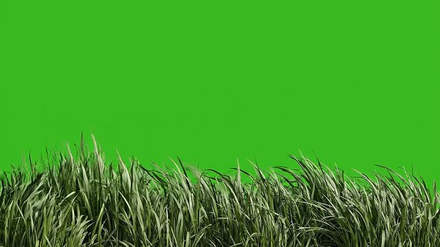 Serene green grass border on vibrant green chroma key background, ideal for compositing and design