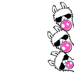 Obraz premium 3 Team Friends Crew Llama Bubblegum Bubble Chewing Cool Sunglasses Alpaca White Fur Funny Side View
