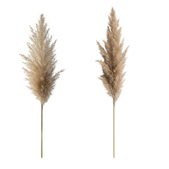 wheat ears isolated on white background