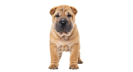 Obraz premium A brown shar pei puppy standing on a white background isolated on transparent background