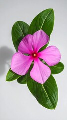Overhead shot of pink flower surrounded by green leaves