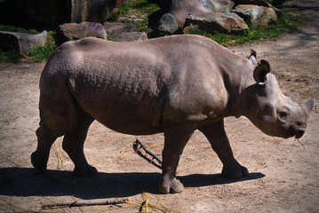 Obraz premium Rhino Calf at the Zoo