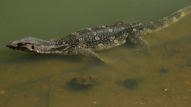 Asian water monitor lizard swimming in shallow murky green pond water showing detailed spotted skin pattern scales