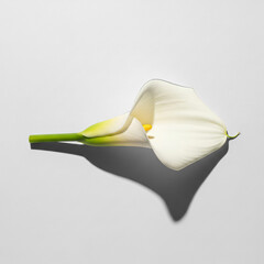 Elegant White Calla Lily Flower Studio Shot Isolated Against Bright Background