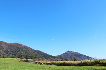 蒜山とススキの群生地