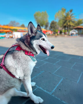 Perfil de perro Husky siberiano sentado al aire libre.