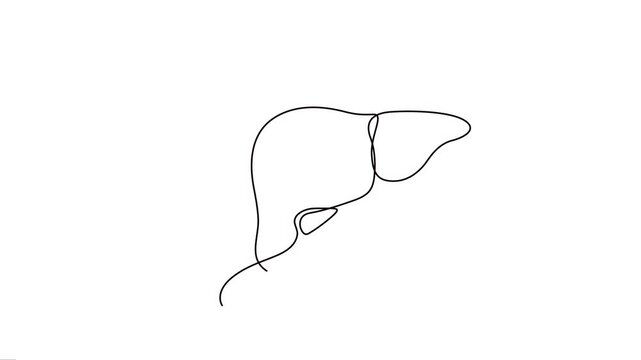 Animated continuous line art of the human internal organ liver. 