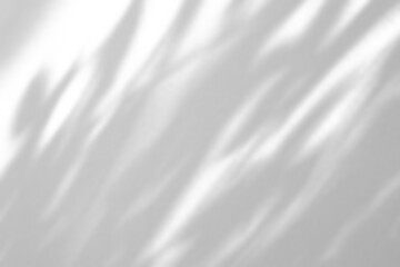 Fototapeta premium Abstract natural tree branch leaves shadow on white wall background
