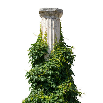 Ancient column covered in ivy on black background