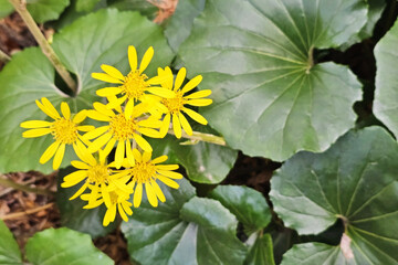 Leopard Plant , also called the green leopard plant or tractor seat plant.