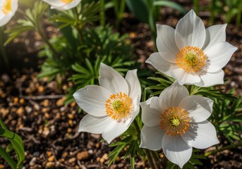 Beautiful white flowers with yellow centers growing in a garden with green leaves and brown soil