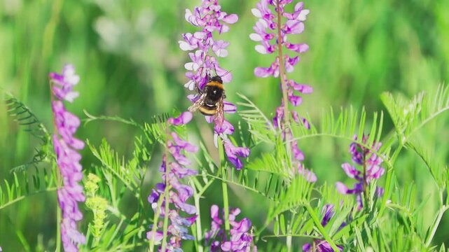 Close-up of purple wild flowers.  A bumblebee collects nectar on a flower. Slow motion.