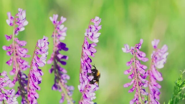 Close-up of purple wild flowers.  A bumblebee collects nectar on a flower. Slow motion.