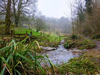 Serene mossy stream flowing through ivy-covered woodland Cotswolds England