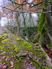 Fototapeta premium Serene mossy stream flowing through ivy-covered woodland Cotswolds England