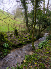 Obraz premium Serene mossy stream flowing through ivy-covered woodland Cotswolds England
