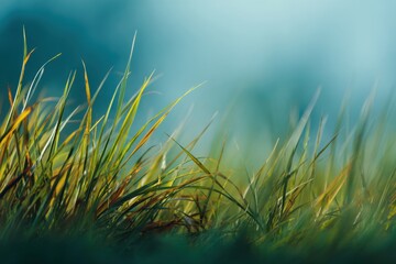 Sunlit Grass Field Soft Focus Tranquil Nature Plant Growth Springtime Landscape Greenery Beautiful Grass Meadow Lawn Plant Life Scenic Outdoor Natural Environment Beauty
