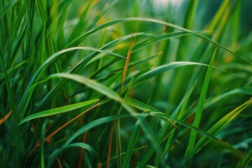 Lush Green Grass Blades in a Serene Natural Setting Close-Up View Fresh Meadow Lawn Texture Summer Growth Agriculture Plant Life Greenery Close-Up Nature Backdrop