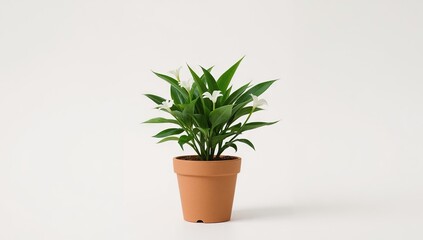 Fototapeta premium Lush green plant with white flowers in a terracotta pot against a clean white backdrop. Perfect for simplicity