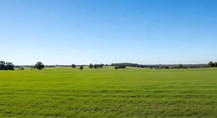 Fototapeta premium A large, open field with a blue sky. There are no clouds in the sky. The grass is green and the field is very large with some trees 