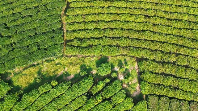 High-angle aerial shot capturing the geometric patterns and vibrant green texture of a rural tea plantation under bright morning sunlight