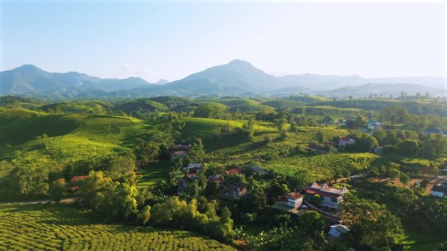 Stunning aerial shot of the rolling green tea hills and local village in Long Coc, Vietnam, during a bright morning with mountains in the background