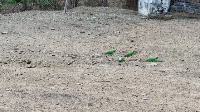 Long shot showing a small group of green parrots feeding on dry, sandy ground in an open outdoor area, with scattered debris and subtle background elements creating a natural, unmanicured setting.