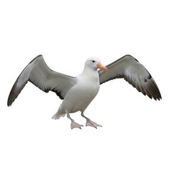 Fototapeta premium Albatross in Flight: The majestic albatross extends its massive wings, showcasing its elegance and power, set against a pristine backdrop, a testament to the wild's beauty.