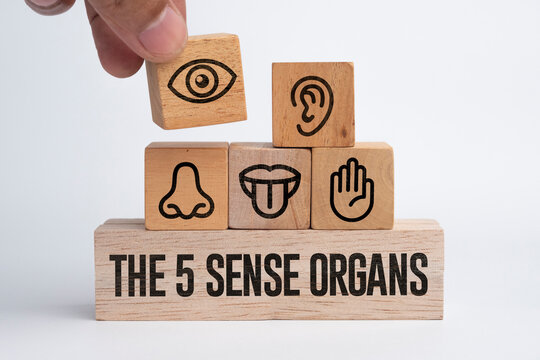 Wooden with five Sense organs icons namely sight, hearing, smell, teste and touch. basic 5 human senses