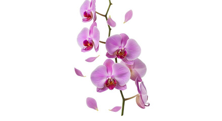 Obraz premium Beautiful cream flowers bouquet